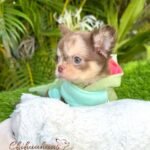 Male teacup Chihuahua