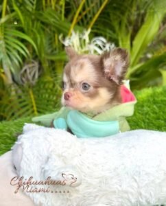 Male teacup Chihuahua