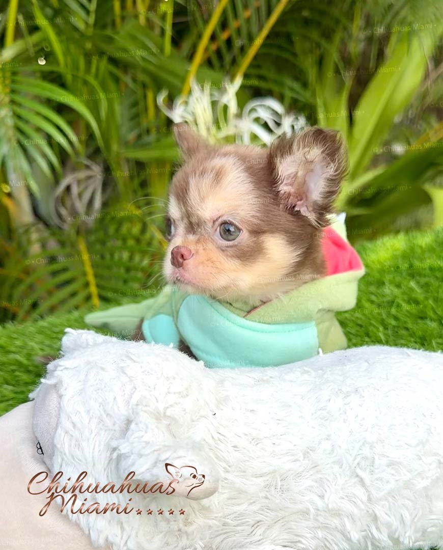 Male teacup Chihuahua