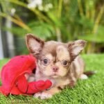 Teacup Chihuahua Rolex