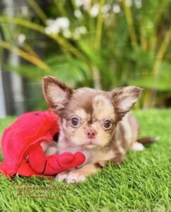 Teacup Chihuahua Rolex