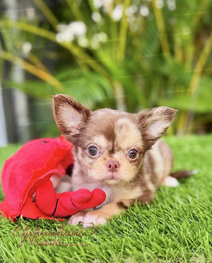 Teacup Chihuahua Rolex