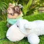 Chocolate merle and tan teacup Chihuahua