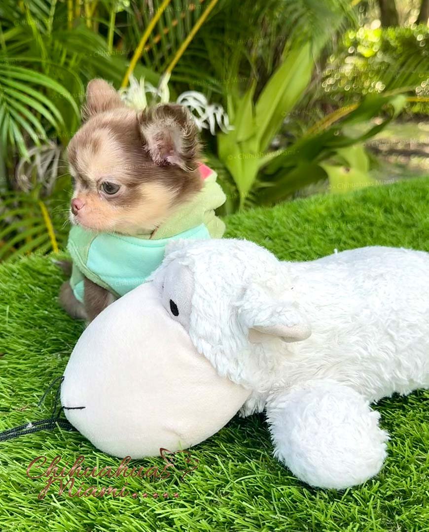 Chocolate merle and tan teacup Chihuahua