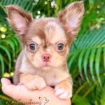 Mini Teacup Chihuahua Rolex