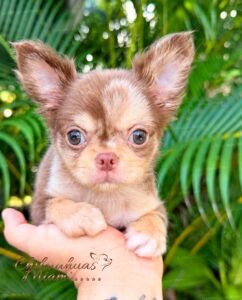 Mini Teacup Chihuahua Rolex