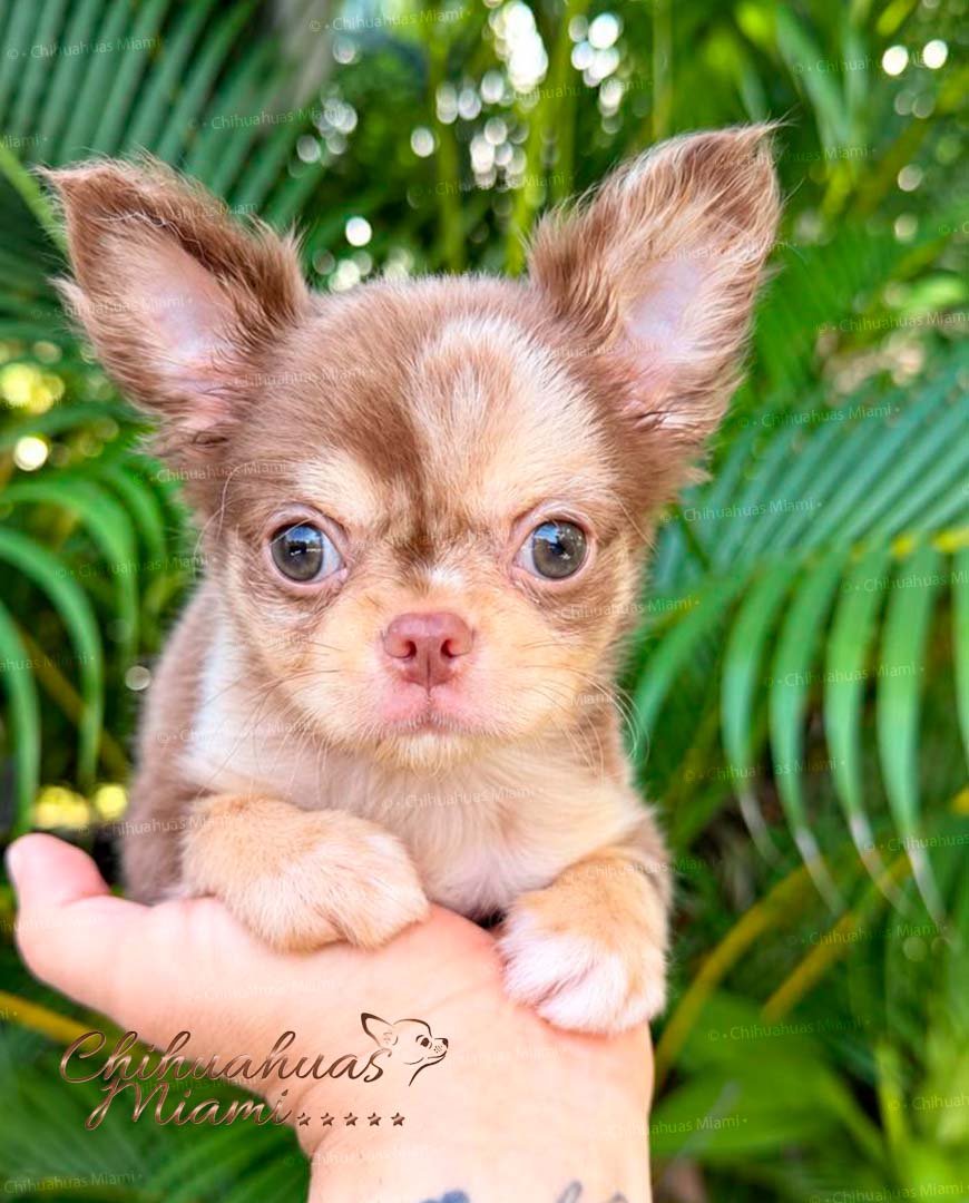 Mini Teacup Chihuahua Rolex