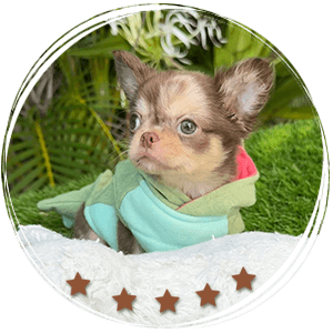 Long hair teacup chihuahua