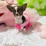 Teacup Chihuahua Sadie