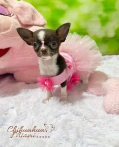 Teacup Chihuahua Sadie