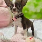 Teacup Chihuahua Sadie