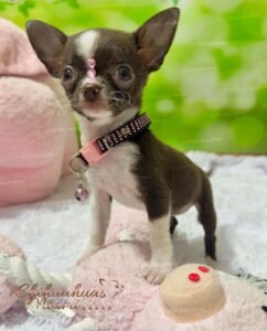 Teacup Chihuahua Sadie