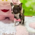 Teacup Chihuahua Sadie