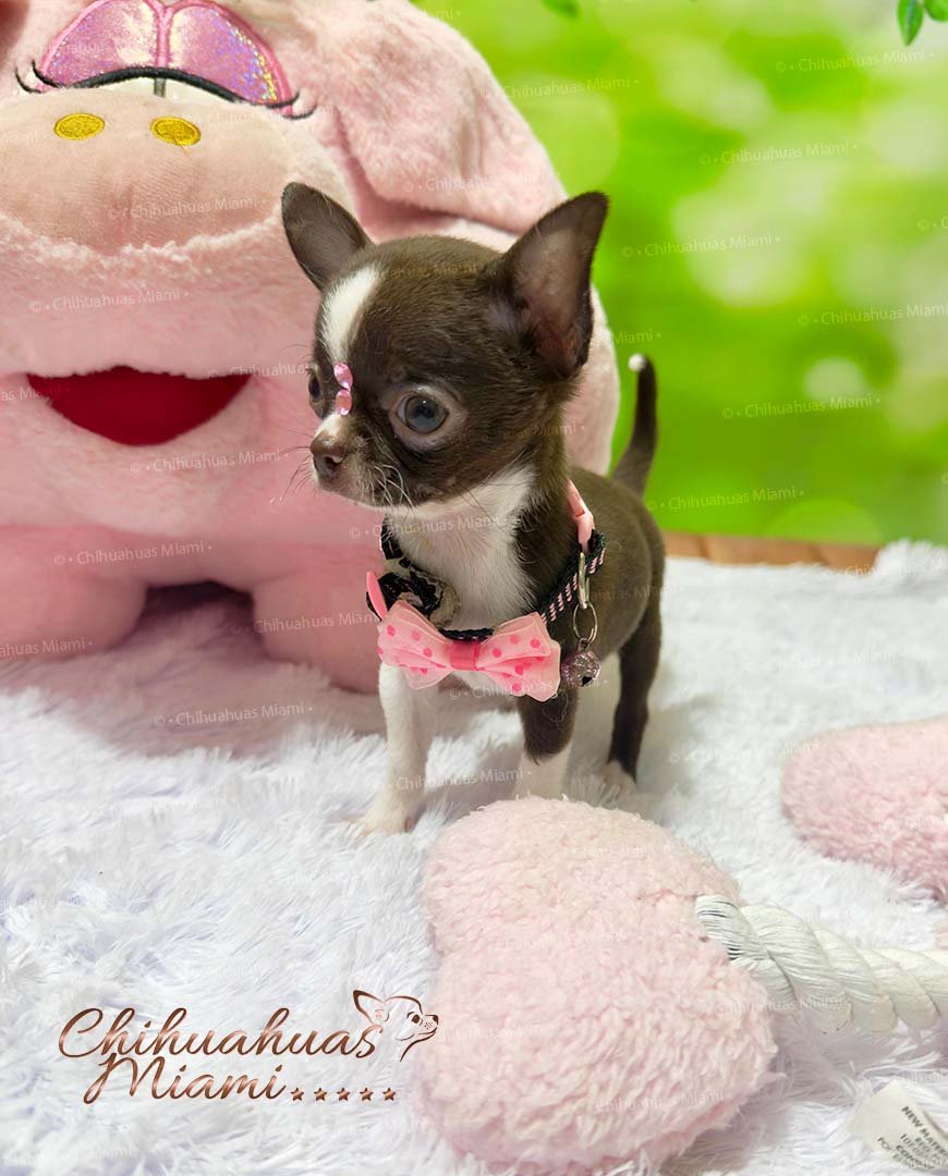 Teacup Chihuahua Sadie