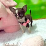 Teacup Chihuahua Sadie