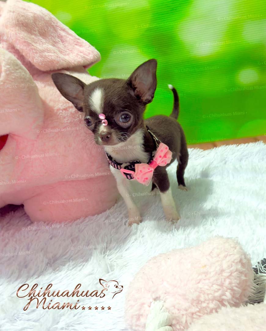 Teacup Chihuahua Sadie