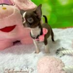 Teacup Chihuahua Sadie
