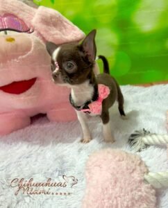 Teacup Chihuahua Sadie