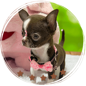 Teacup Chihuahua Sadie