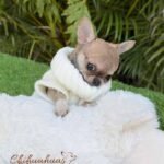 Teacup Chihuahua Sandy