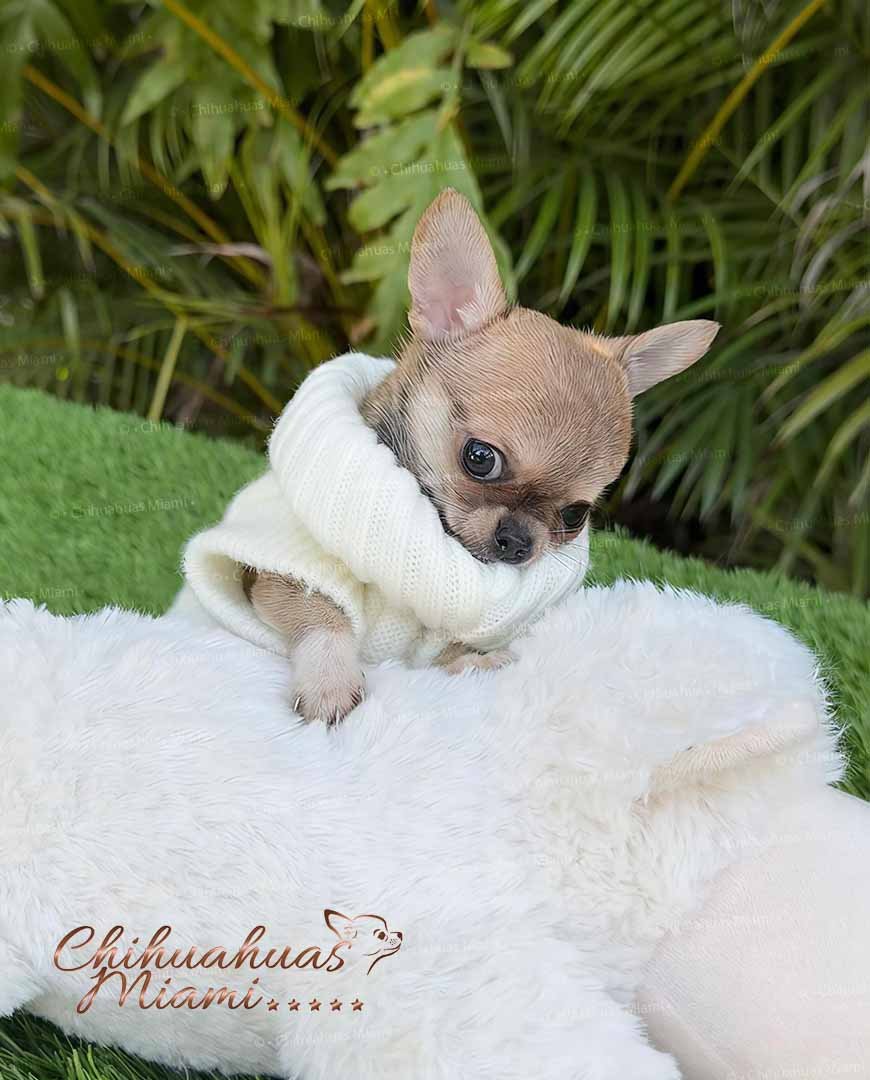 Teacup Chihuahua Sandy
