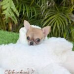 Teacup Chihuahua Sandy