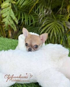 Teacup Chihuahua Sandy