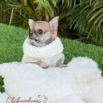 Teacup Chihuahua Sandy