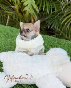 Teacup Chihuahua Sandy