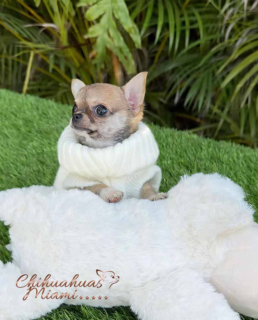 Teacup Chihuahua Sandy