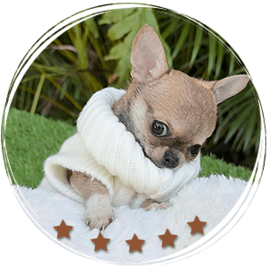 Teacup Chihuahua Sandy