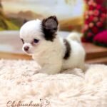 Teacup Chihuahua Simba