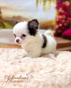 Teacup Chihuahua Simba