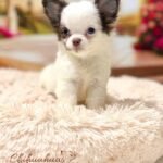 Teacup Chihuahua Simba