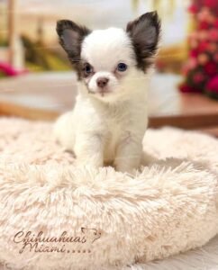 Teacup Chihuahua Simba