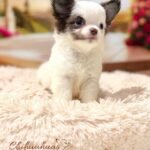 Teacup Chihuahua Simba