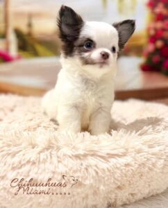 Teacup Chihuahua Simba
