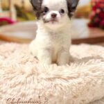 Teacup Chihuahua Simba