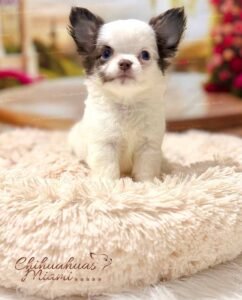 Teacup Chihuahua Simba