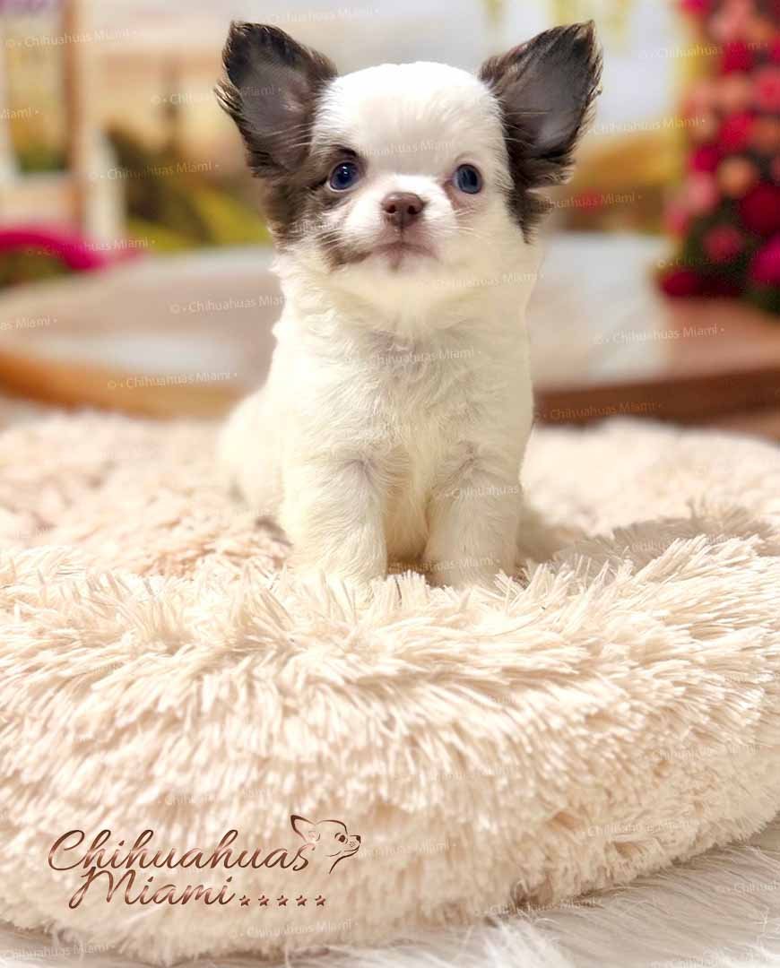 Teacup Chihuahua Simba