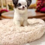 Teacup Chihuahua Simba