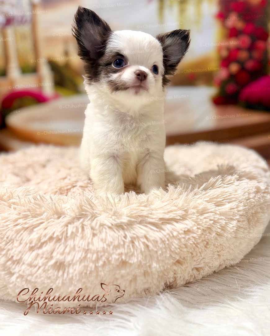 Teacup Chihuahua Simba