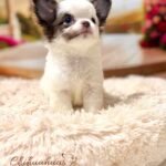 Teacup Chihuahua Simba