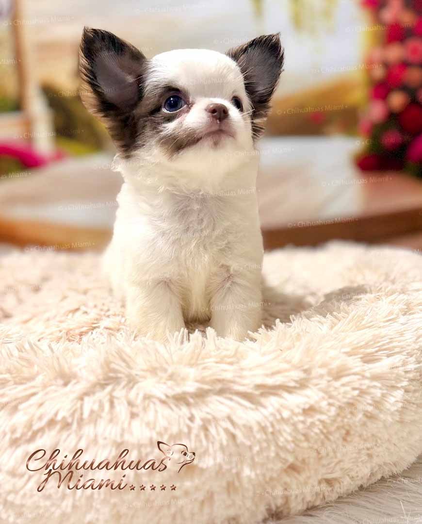 Teacup Chihuahua Simba