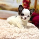 Teacup Chihuahua Simba