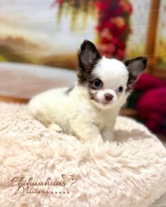 Teacup Chihuahua Simba
