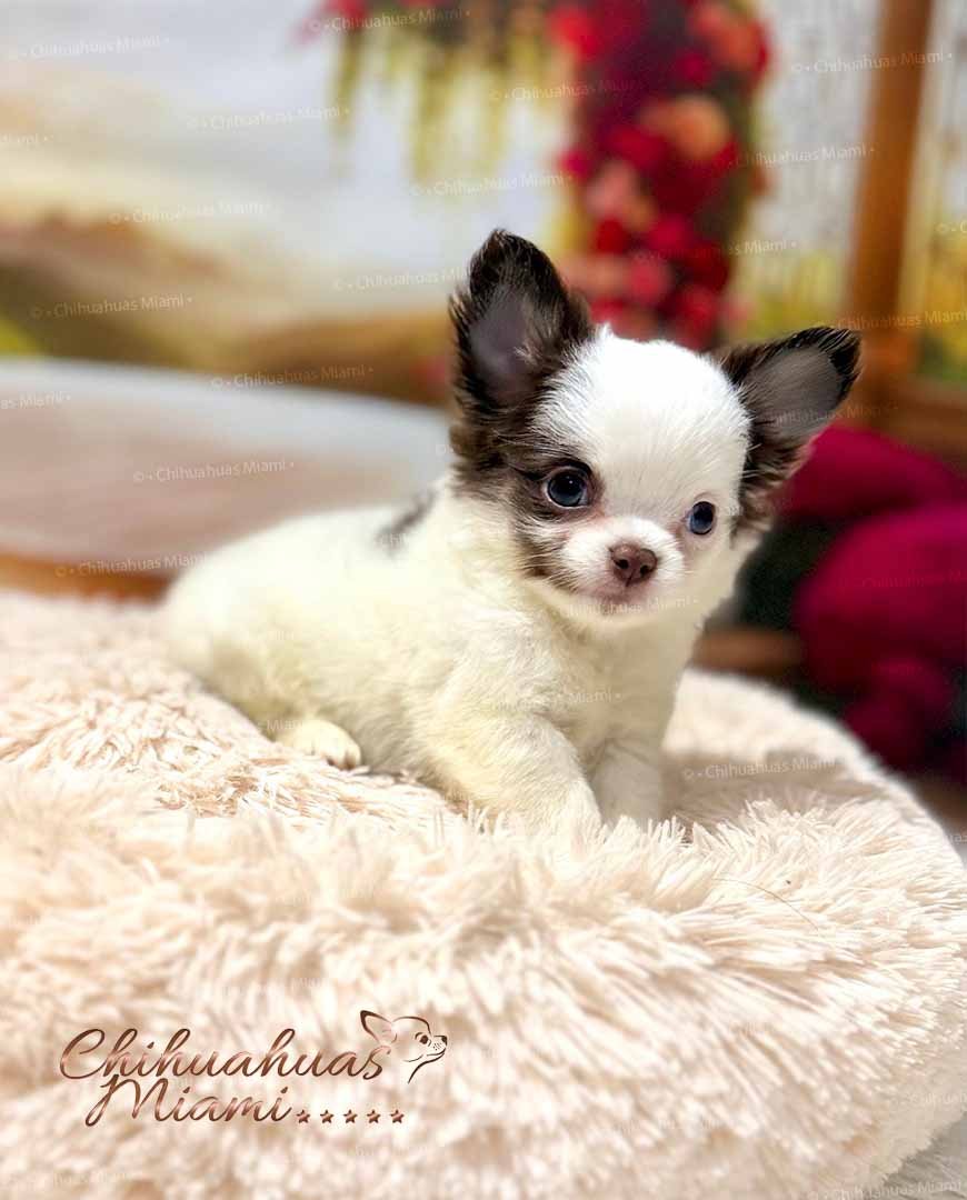 Teacup Chihuahua Simba