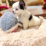 Teacup Chihuahua Simba