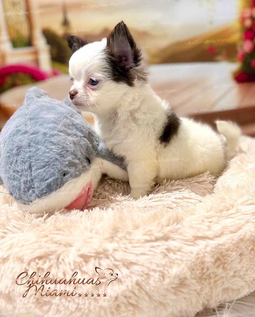 Teacup Chihuahua Simba