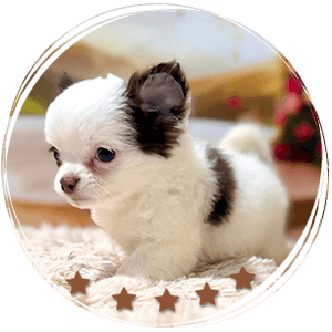 Teacup Chihuahua Simba